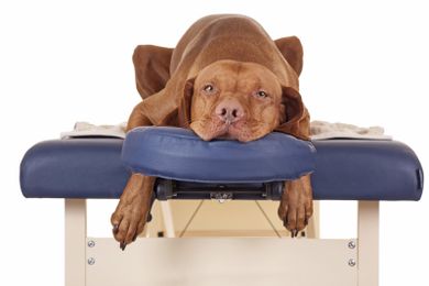 Massage for Dogs (Part 1) — Benefits and Differences