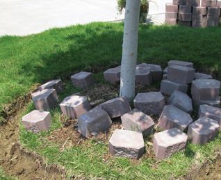 Caring for Newly Planted Trees