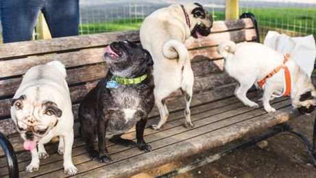 Let’s Get Ready to Grumble