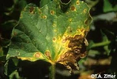 New Fruit and Vegetable Disease Management Publications Available!