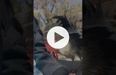 When your rooster just wants a little attention