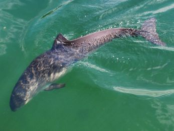 Scientists Track Porpoises To Assess Impact Of Offshore Wind Farms