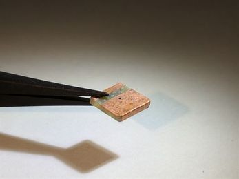 Crickets, bats inspire researchers to develop smart ‘hair’ sensors for