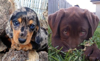 15 puppies who think they can get away with anything by flashing those big puppy eyes