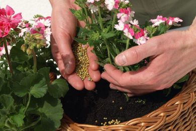 5 secrets to successful container gardening