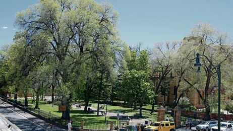Rethinking the dreaded Siberian elm