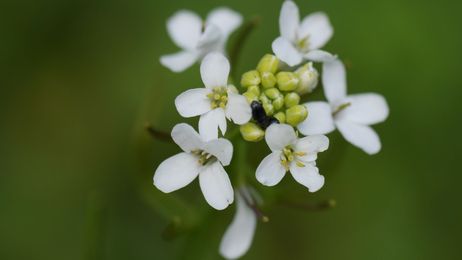 Plants Can Tell Time Way Better Than You Can
