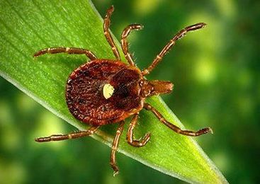 Meet the N.J. tick that can turn you into a vegetarian