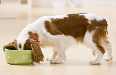 Helping to Improve Pet Nutrition