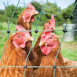 Fitting the Fence to the Animal: Choosing the Best Electric Fence for Your Needs