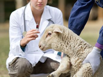 Keeping Farm Animals Healthy