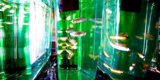 Study: Fishing Induces Gene Expression Changes