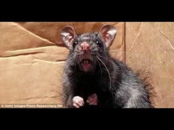 A Rat Cafe Where You Can Dine With Your Rodent Pals