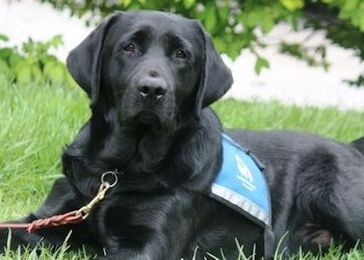 Certifying Emotional Support Animals