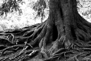 Renewal in the Church: Send My Roots Rain