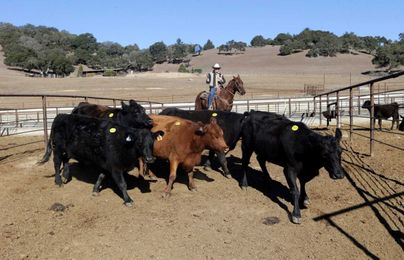 A diet for a more sustainable Bay Area: Eat more veggies