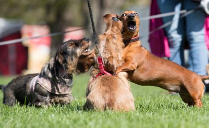 Simple Precautions To Keep Pets Safe During Barbecue Season