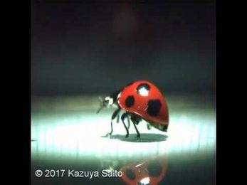 Wing folding/unfolding in Ladybugs