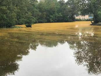 Fungus causes Delmarva rivers to turn yellow