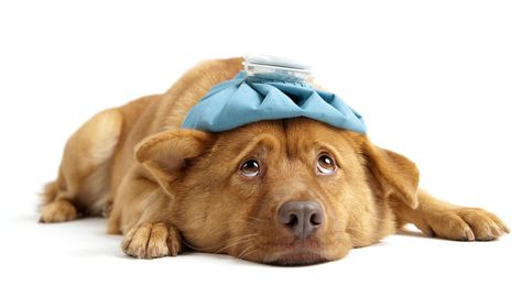 Dogs. Germs. Kennel Cough. Oh My!