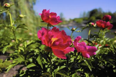 Pay attention to timing, temperature when replanting a peony