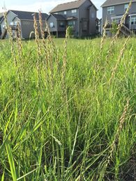 The Benefits of Living in a Homeowners Association