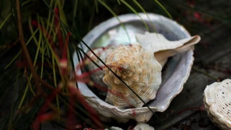 Conch Shells Hold Key to Best Ever Body Armor