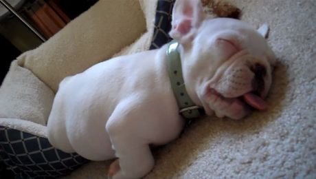 5 Small Dog Breeds Who Like To Keep It Mellow