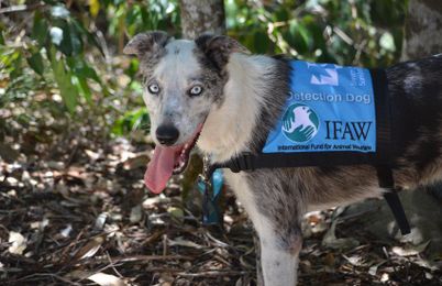 A dog called Bear: Meet the adorable rescue dog saving endangered koalas