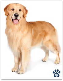 Do you know this secret to handling challenging pets?