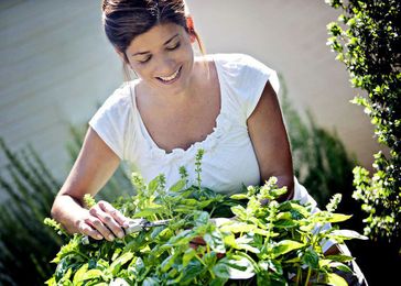 Harvesting, storing and preserving herbs from the garden