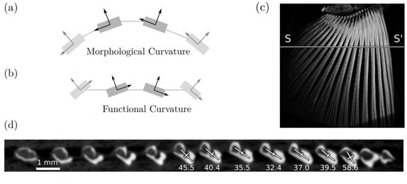 Like a slice of pizza, a curvature could give fish fins their strength