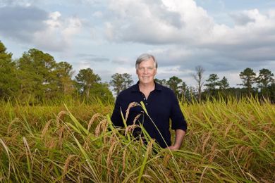 Anson Mills Carolina Gold Rice; the rice that made me care about rice