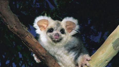 Scientists warn greater glider faces extinction and want it protected from logging