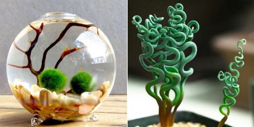 15 Strange, But Also Beautiful, Houseplants You Never Knew Existed