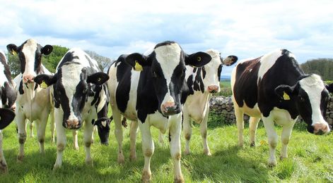 How to start your own dairy farm