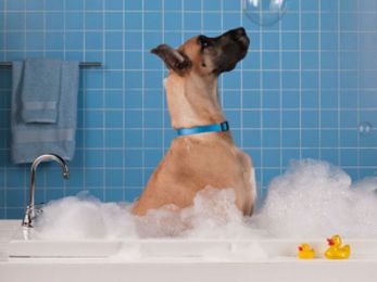 7 Dog Breeds With Minimal Grooming Needs