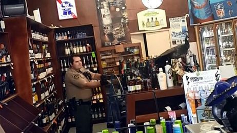 A peacock walks into a liquor store