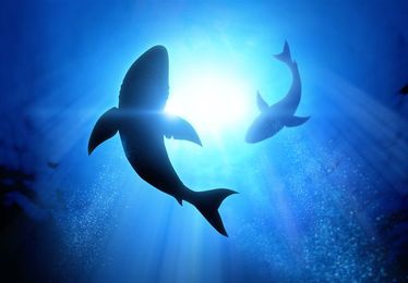 The Fraternal Twins of Equals and GetHashCode