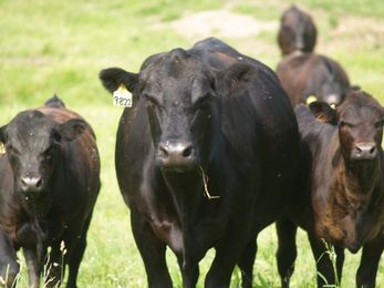 How to identify common breeds of beef cattle