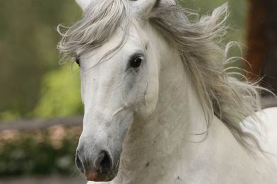 Who’s your daddy? If you’re a horse, he was likely an 'Oriental stallion'