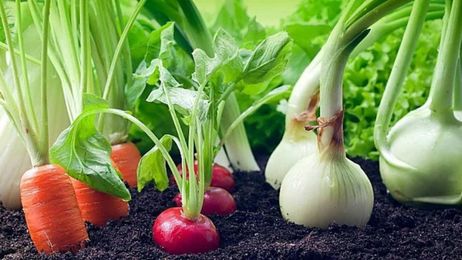 Vegetables and Herbs You Can Regrow
