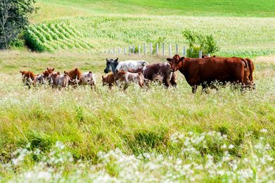 15 Phrases That Will Make You Swear Wisconsinites Have Their Own Language