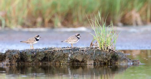 How to Read the Tides for Shorebird Photography