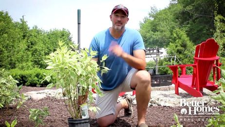 Shrubs for Privacy with Outdoor Pro Carson Arthur