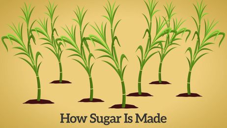 How Cane Sugar Is Made