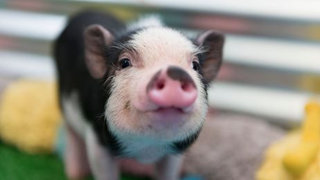 Ask the Expert: Kosher Pig