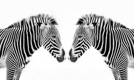 Are zebras black with white stripes or white with black stripes?