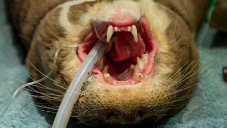 Say Ahhhh-terrrr: Giant otter with giant toothache gets root canal