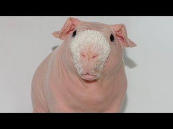 Like You Need Another Reason Meet A Bald Guinea Pigs